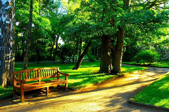 spokojny krajobraz park i ławka w porannym świetle